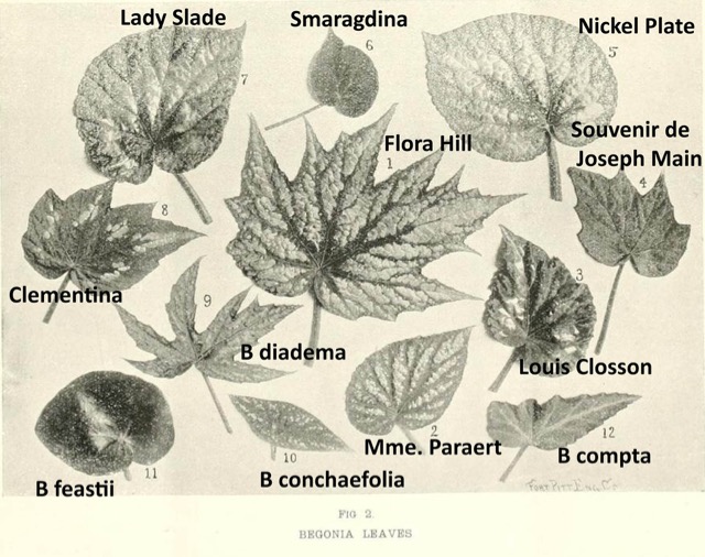 B. ‘Imperialis Smaragdina’